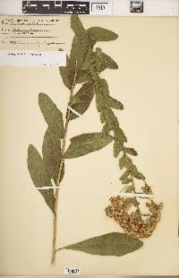 Solidago rigida image