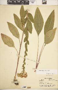 Solidago rigida subsp. rigida image