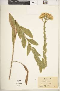 Solidago rigida image