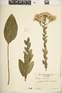 Solidago rigida image