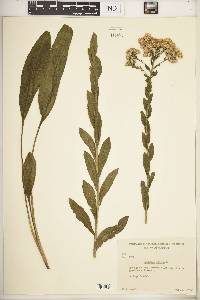 Solidago rigida image