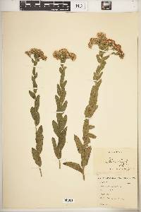 Solidago rigida image