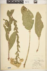 Solidago rigida image