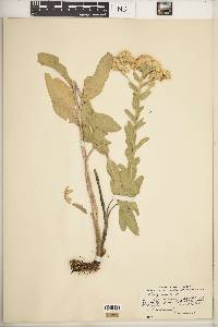 Solidago rigida image