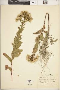 Solidago rigida image