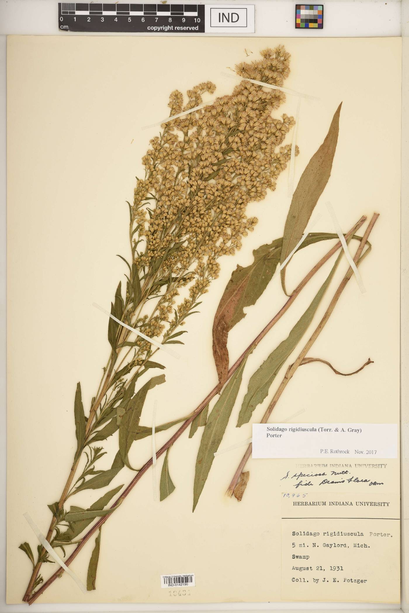 Solidago rigidiuscula image