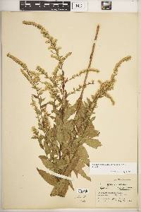 Solidago rugosa var. aspera image