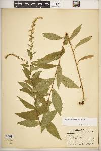 Solidago rugosa var. rugosa image