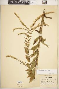 Solidago rugosa var. rugosa image