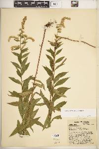 Solidago rugosa var. rugosa image