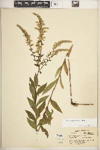 Solidago rugosa var. rugosa image