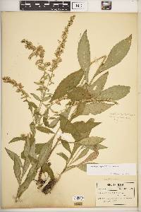 Solidago rugosa var. rugosa image