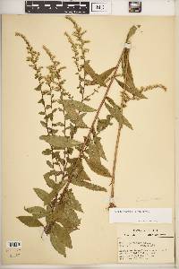 Solidago rugosa var. rugosa image