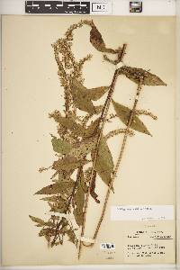 Solidago rugosa var. rugosa image