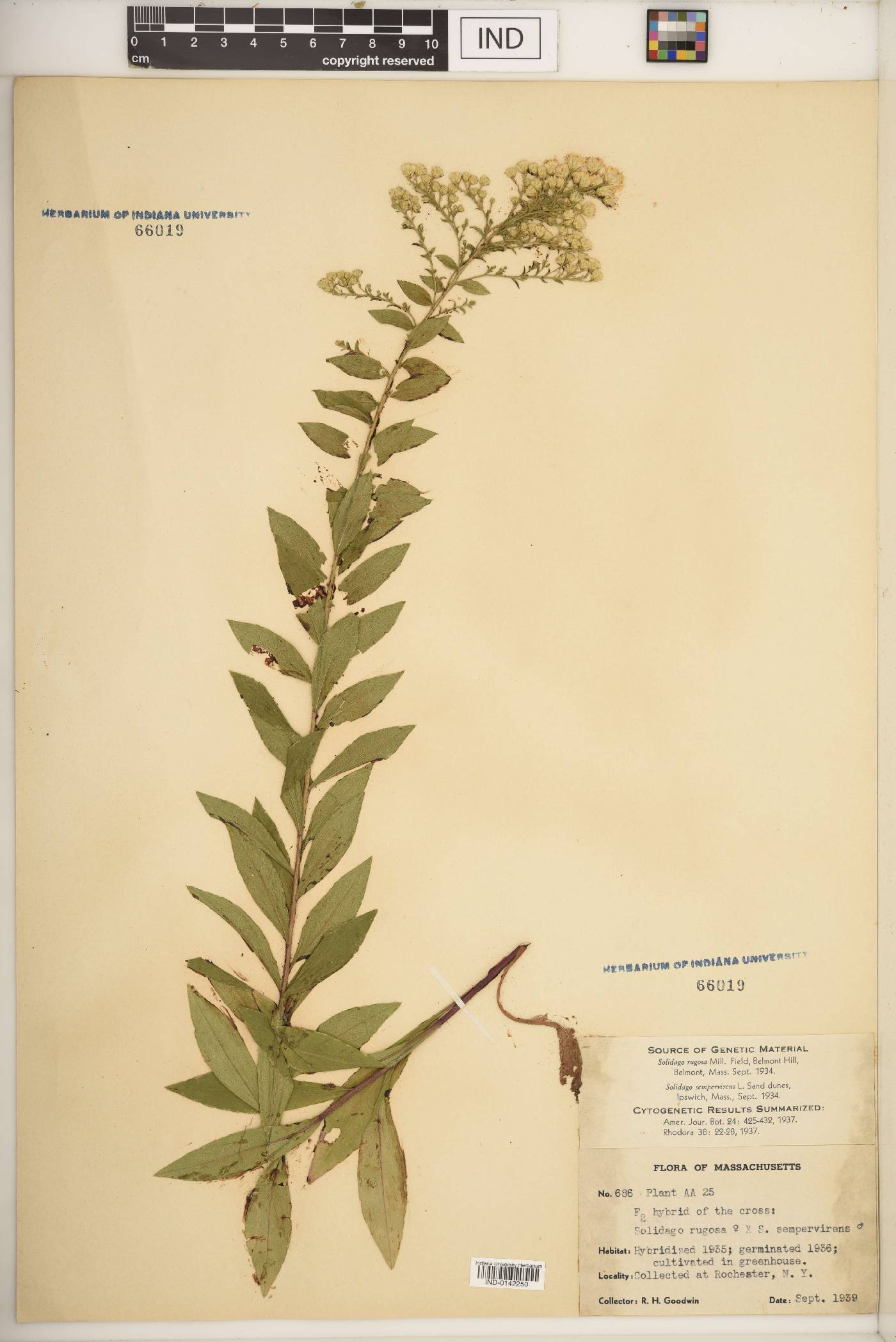 Solidago F1 hybrid image