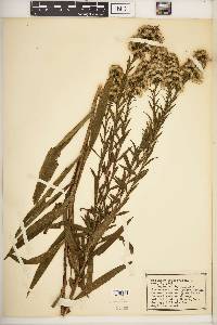 Solidago sempervirens image