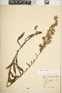 Solidago simplex image