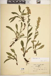 Solidago simplex image