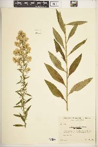 Solidago speciosa image