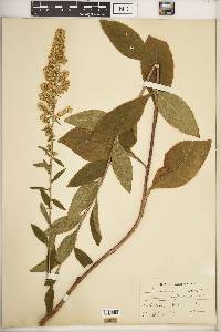 Solidago speciosa image