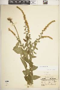 Solidago sphacelata image