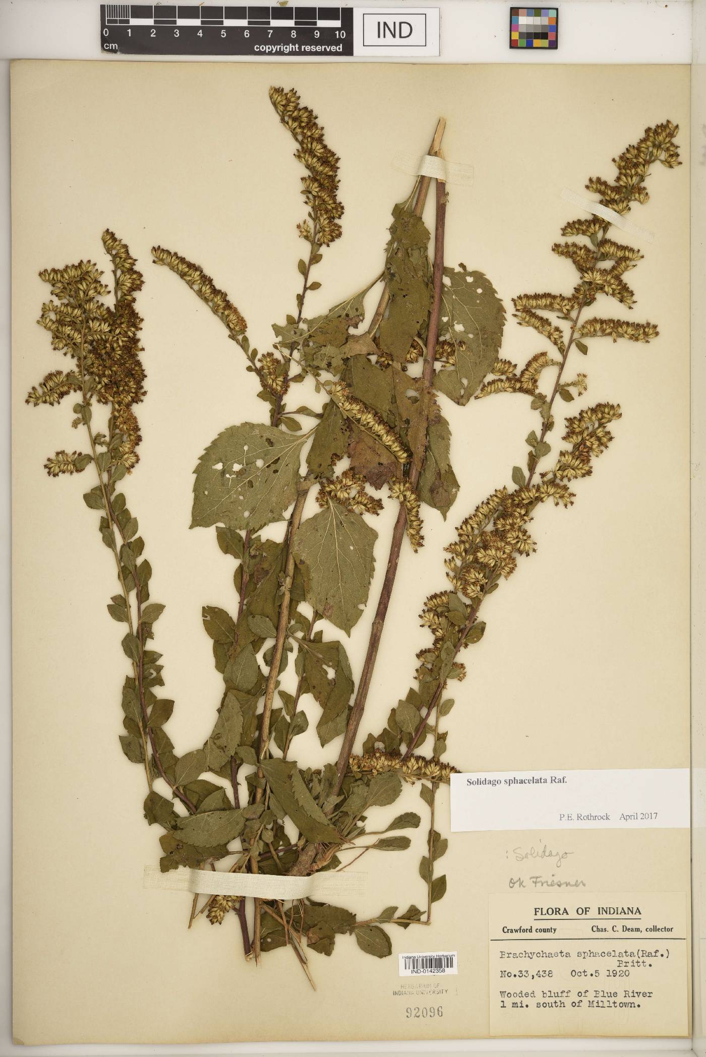 Solidago sphacelata image