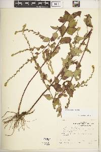 Solidago sphacelata image