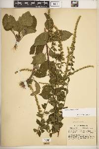 Solidago sphacelata image