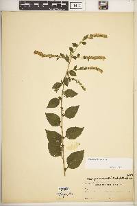 Solidago sphacelata image