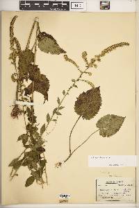 Solidago sphacelata image