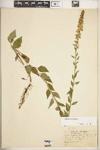 Solidago sphacelata image