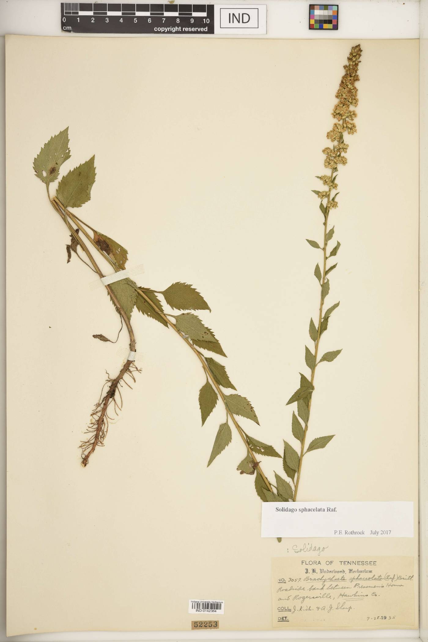 Solidago sphacelata image