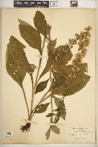 Solidago squarrosa image