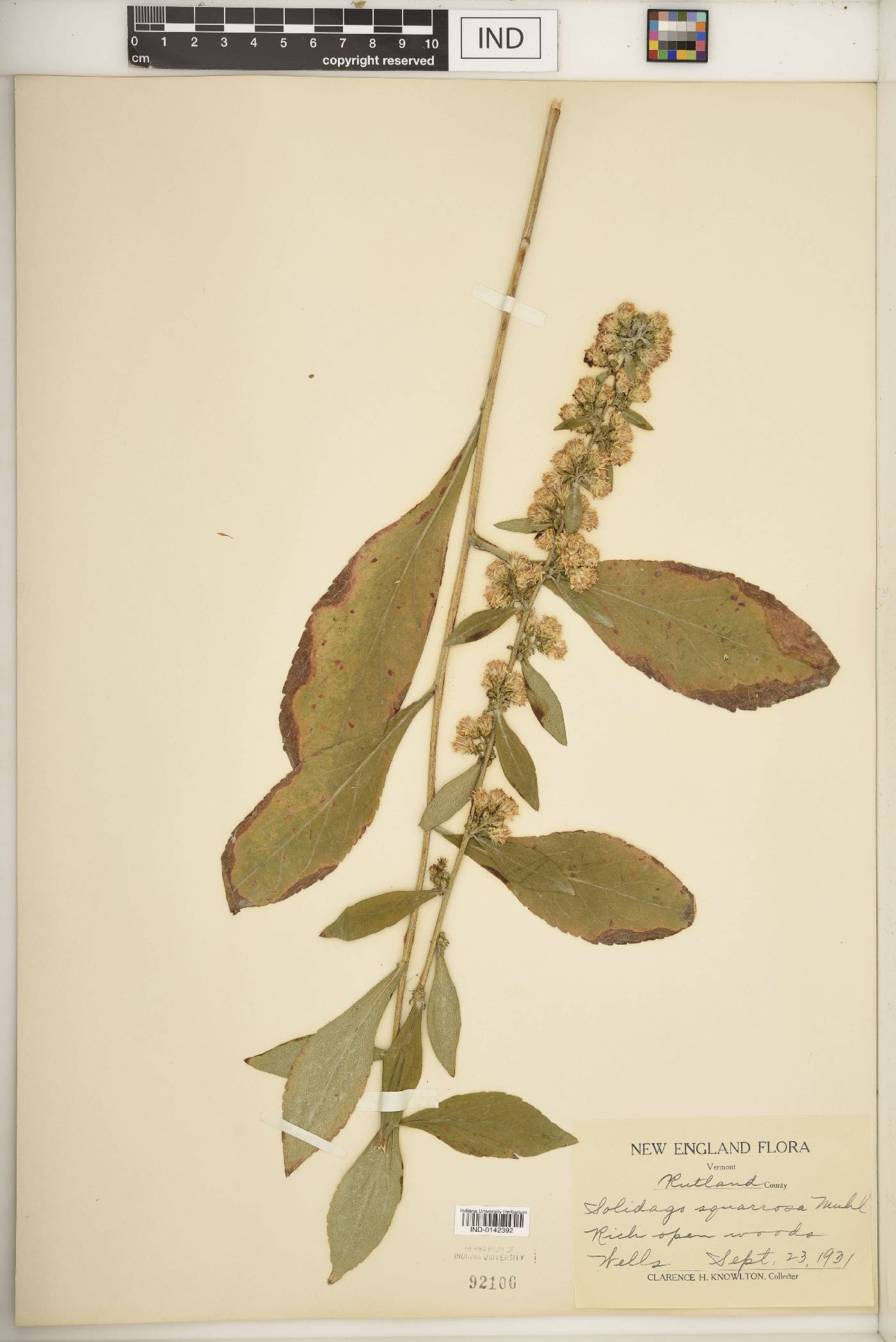 Solidago squarrosa image