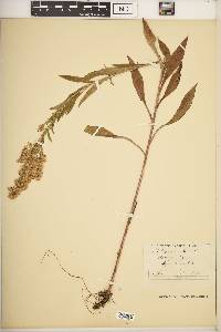 Solidago stricta image