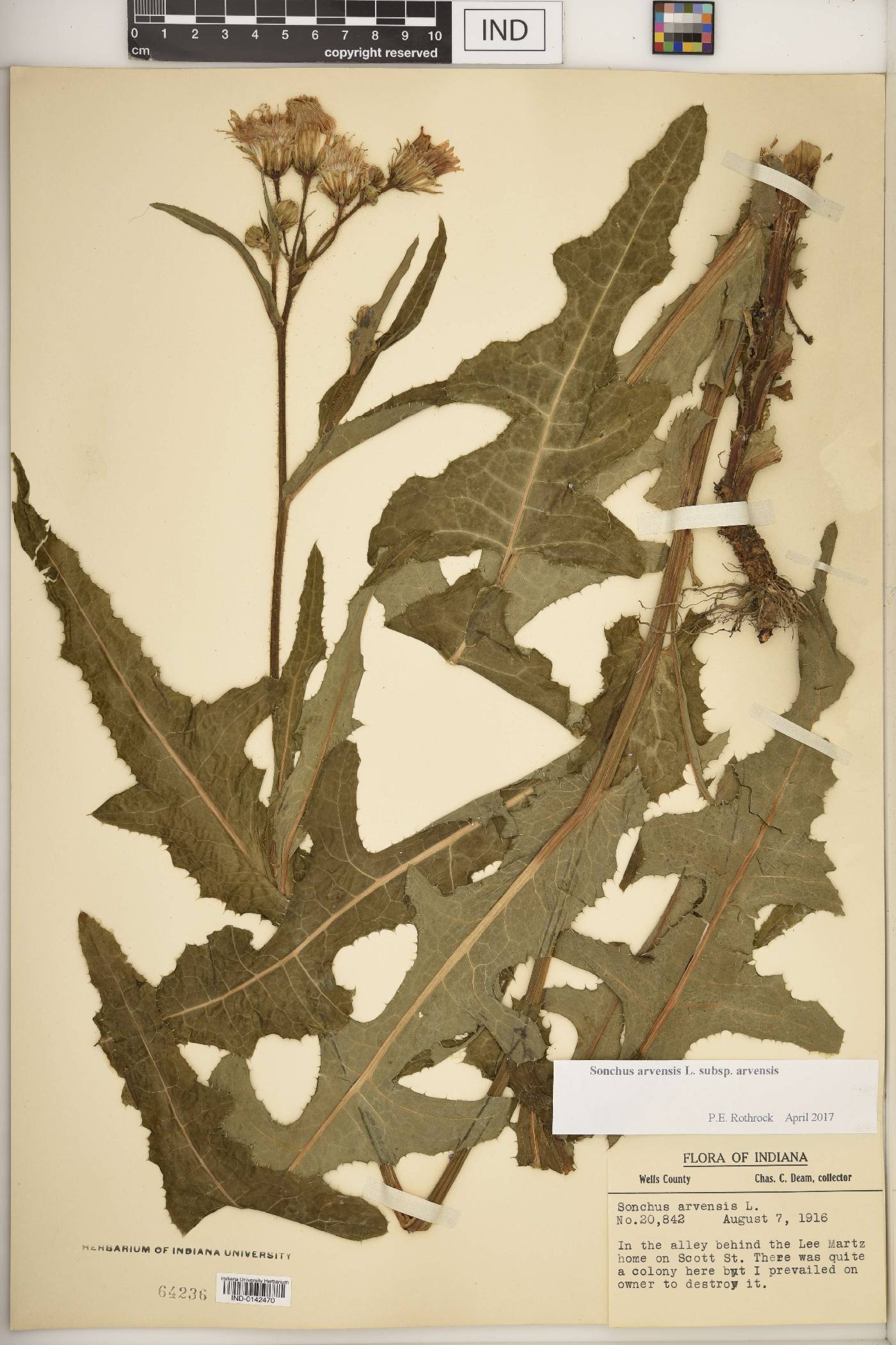 Sonchus arvensis image