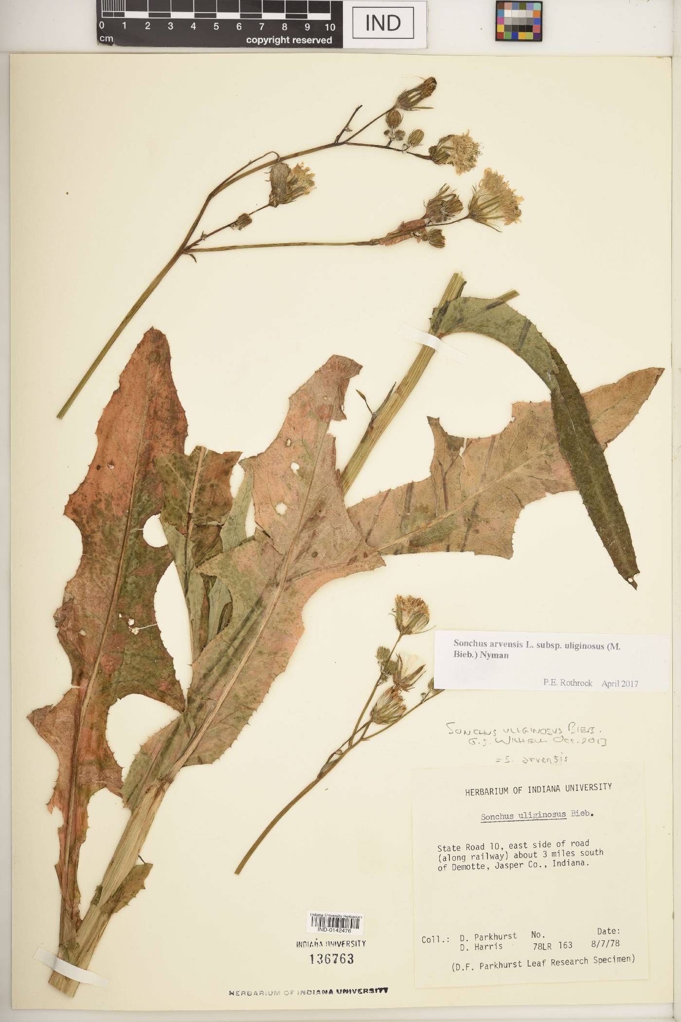 Sonchus arvensis image