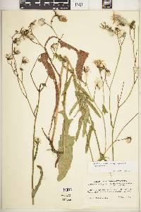 Sonchus arvensis image