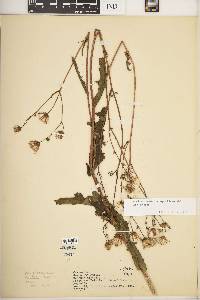 Sonchus arvensis image