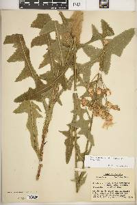 Sonchus arvensis subsp. uliginosus image