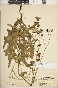 Sonchus arvensis image