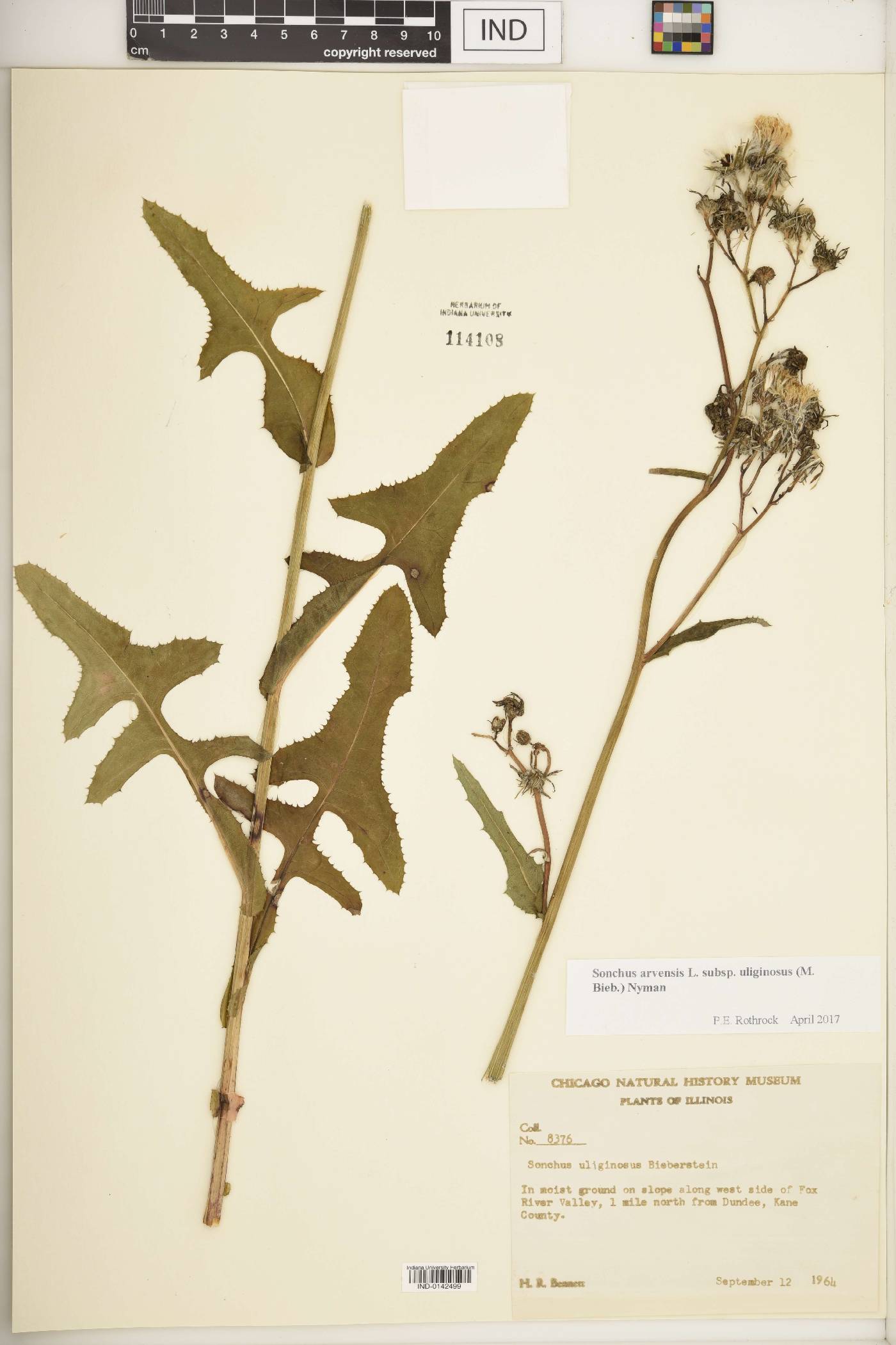Sonchus arvensis image