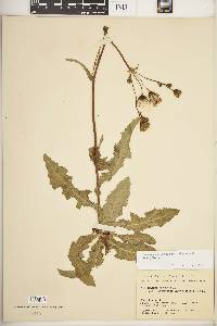 Sonchus arvensis image