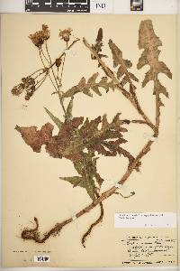 Sonchus arvensis subsp. uliginosus image