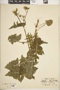 Sonchus oleraceus image