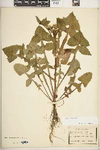 Sonchus oleraceus image