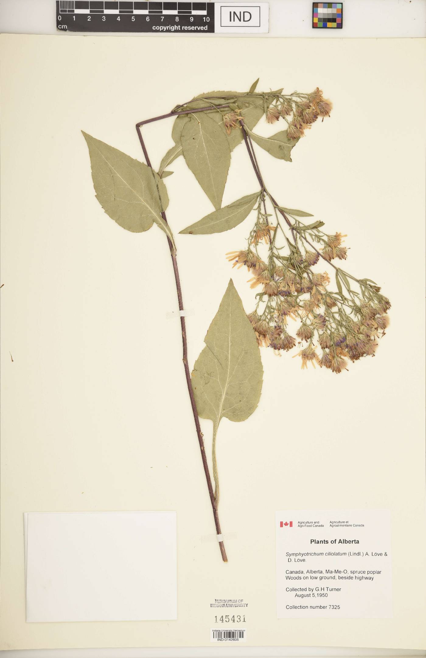 Symphyotrichum ciliolatum image
