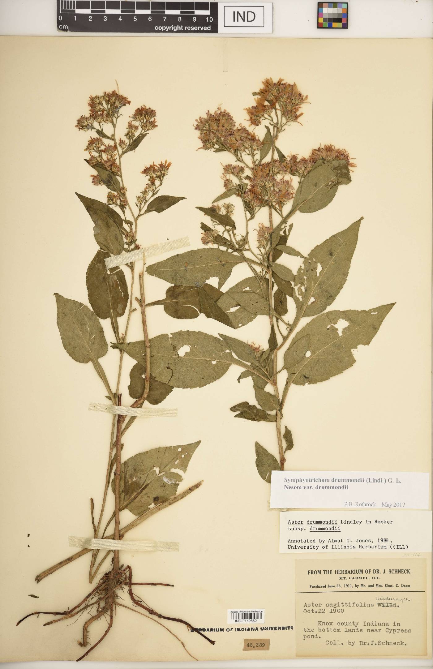 Symphyotrichum drummondii var. drummondii image