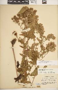 Symphyotrichum drummondii var. drummondii image