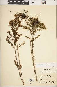 Symphyotrichum ericoides image